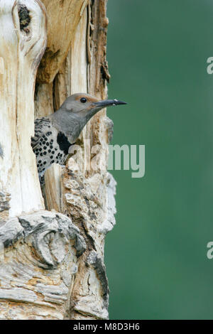 Vrouwtje Goudspecht in nesthol, Female Northern Flicker at nest entrance Stock Photo