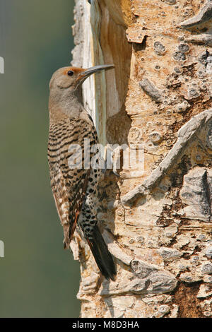 Vrouwtje Goudspecht bij nesthol, Female Northern Flicker at nest entrance Stock Photo
