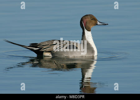 Adult male Orange Co., CA January 2007 Stock Photo