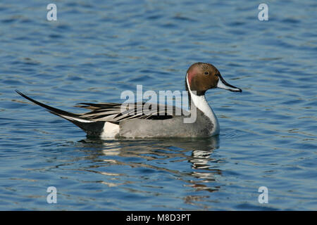 Adult male Orange Co., CA January 2007 Stock Photo