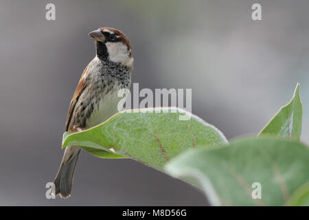 Mannetje Spaanse Mus in een struik; Male Spanish Sparrow perched in a bush Stock Photo