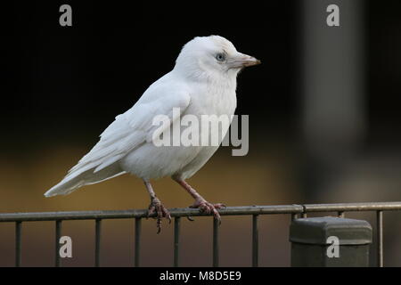 Western Jackdaw albino perched on fence, Kauw albino zittend op hek Stock Photo