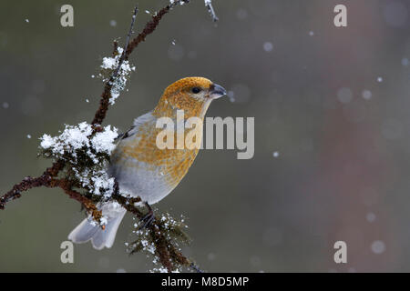 Haakbek in de sneeuw; Pine Grosbeak in the snow Stock Photo