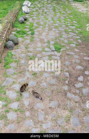 Two cats on an old roman road near the Pyramid of Cestius - Rome Stock ...