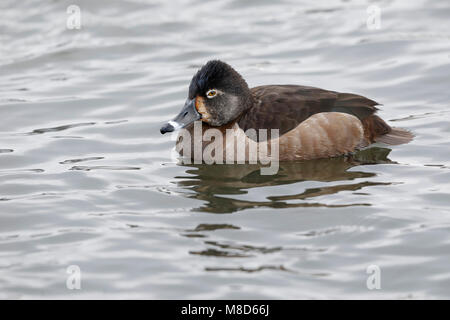 Vrouwtje Ringsnaveleend zwemmend; Female Ring-necked Duck, Aythya collaris, swimming Stock Photo