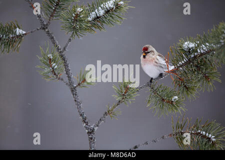 Witstuitbarmsijs; Arctic Redpoll; Carduelis hornemanni exilipes Stock Photo