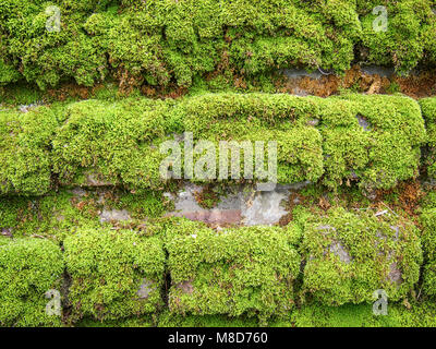 Very mossy old paved wall close-up Stock Photo