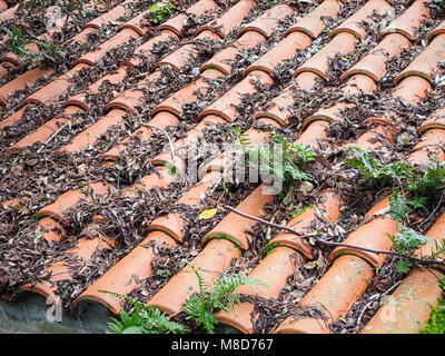 Real ancient mossy tiled roof background Stock Photo