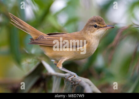 Grote Karekiet zittend in riet; Great Reed Warbler perched in reed Stock Photo