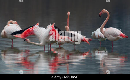 Groep blatsende Flamingo's; Group of displying Greater Flamingo