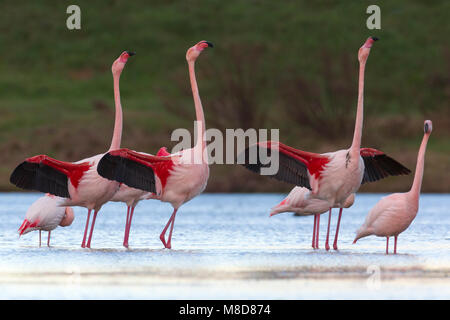 Groep blatsende Flamingo's; Group of displying Greater Flamingo
