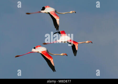 Flamingo's in de vlucht; Greater Flamingos in flight Stock Photo