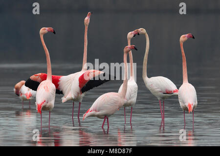 Groep blatsende Flamingo's; Group of displying Greater Flamingo