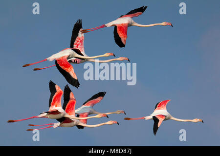 Flamingo's in de vlucht; Greater Flamingos in flight Stock Photo
