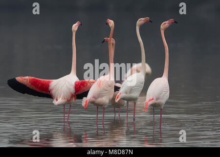 Groep blatsende Flamingo's; Group of displying Greater Flamingo