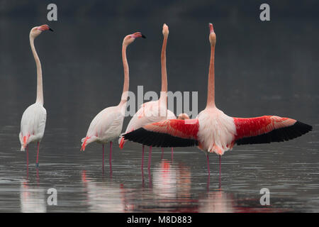 Groep blatsende Flamingo's; Group of displying Greater Flamingo Stock Photo