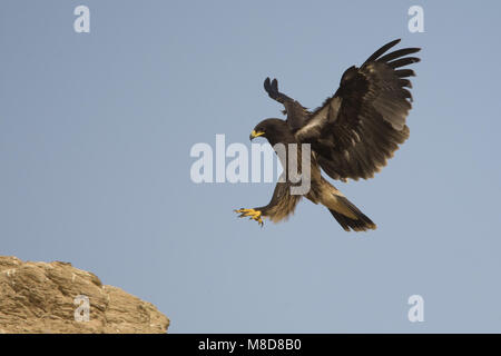 Bastaardarend in vlucht; Greater Spotted Eagle in flight Stock Photo