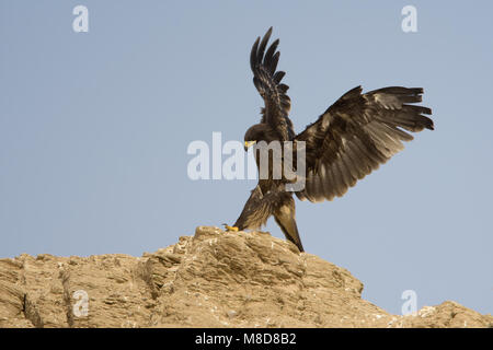 Bastaardarend in vlucht; Greater Spotted Eagle in flight Stock Photo