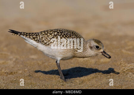 Zilverplevier winterkleed foeragerend; Grey Plover winterplumage feeding Stock Photo