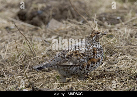 Hazelhoen vrouwtje zittend; Hazel Grouse female perched Stock Photo