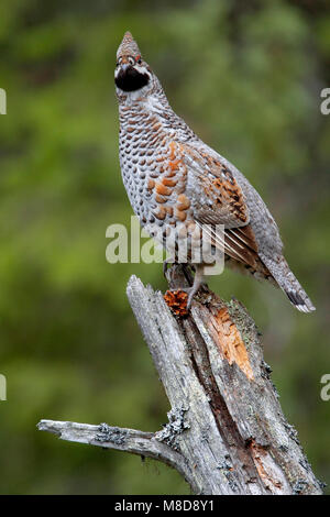 Hazelhoen mannetje zittend; Hazel Grouse male perched Stock Photo