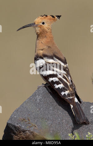 Hop zittend op rots; Eurasian Hoopoe perched on rock Stock Photo