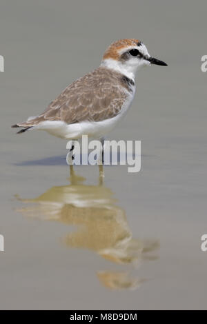 Strandplevier staand in water; Kentish Plover standing in water Stock Photo