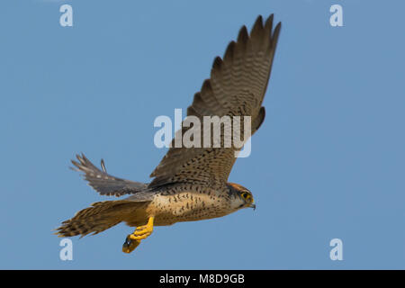 Volwassen Lannervalk in de vlucht; Adult Lanner Falcon in flight Stock Photo