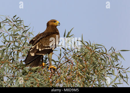 Juveniele Schreeuwarend zittend in boom; Juvenile Lesser Spotted Eagle perched in tree Stock Photo