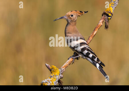 Hop zittend op tak met prooi; Eurasian Hoopoe perched on a branch with prey Stock Photo
