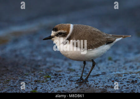 Strandplevier; Kentish Plover; Charadrius alexandrinus Stock Photo