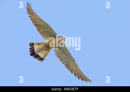 Mannetje Kleine torenvalk in vlucht, Lesser Kestrel male in flight Stock Photo