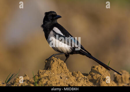 Ekster; Eurasian Magpie Stock Photo