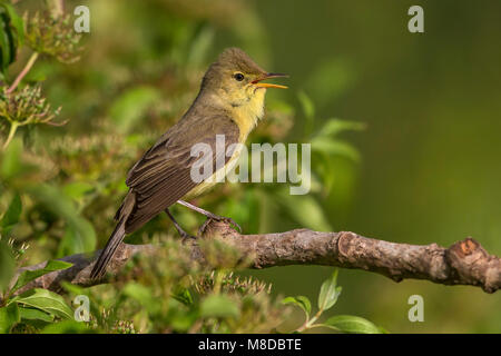 Zingende Orpheusspotvogel, Melodious Warbler singing Stock Photo