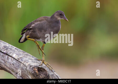 Onvolwassen Waterhoen; Common Moorhen immature Stock Photo