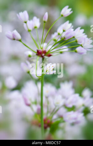 Close-up image of the summer flowering Allium roseum, commonly called rosy garlic, lilac flowers Stock Photo