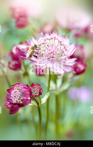 Close-up image of the summer flowering Astrantia major pink flowers also known as Masterwort with a Honey Bee collecting pollen Stock Photo