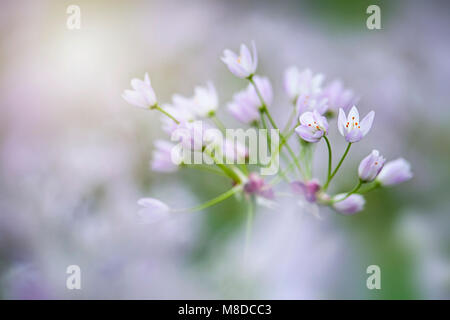 Close-up image of the summer flowering Allium roseum, commonly called rosy garlic, lilac flowers Stock Photo