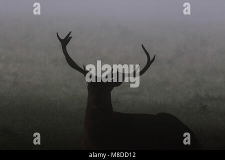 Male Stag Deer shrouded in morning mist. Stock Photo