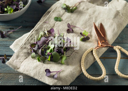 Raw Purple Organic Radish Microgreens Ready to Eat Stock Photo