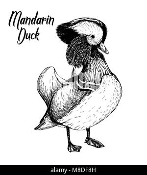 Hand drawn sketch of Mandarin duck. Vector illustration isolated on white background. Stock Vector