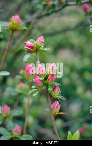 Budding azalea bushes in the early spring Stock Photo