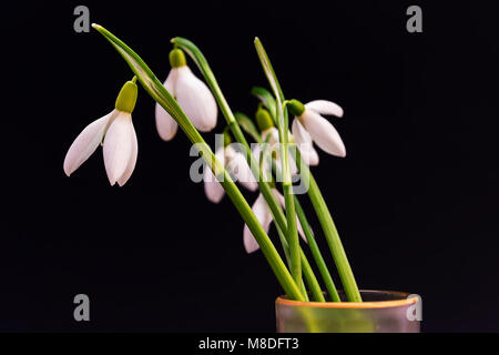 First spring flowers snowdrops bouquet. Isolated on black. Stock Photo