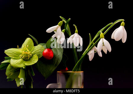 Spring flowers in a vase. Snowdrops and hellebore. Harbingers of spring. Isolated on black. Stock Photo