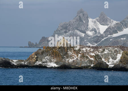 Antarctica, South Shetland Islands. Half Moon Bay at Half Moon Island. Chinstrap penguin colony (Pygoscelis antarctica) with scenic mountains. Stock Photo