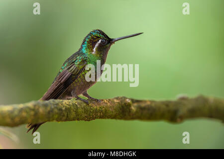 Purple-throated Mountain Gem - Lampornis calolaemus, beautiful green long beaked hummingbird from Costa Rica La Paz Waterfall. Stock Photo