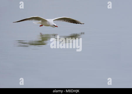 Kokmeeuw winterkleed vliegend boven water; Common Black-headed Gull winterplumage flying above water Stock Photo