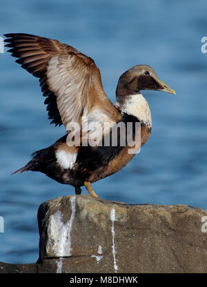 Eider in zit; Common Eider perched Stock Photo