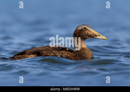 Jong mannetje Eider; Young male Common Eider Stock Photo
