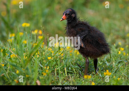 Jong van het Waterhoen; Young of Common Moorhen Stock Photo